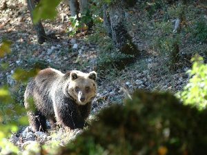 Animali parco nazionale d'Abruzzo