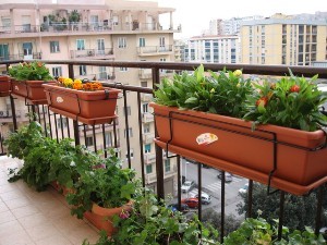 piante aromatiche balcone