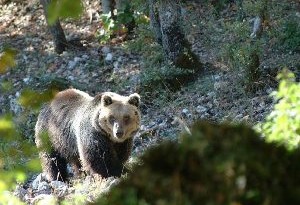 Animali parco nazionale d'Abruzzo