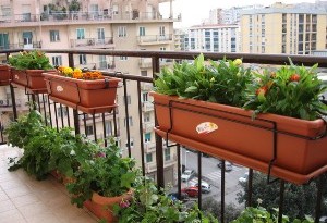 piante aromatiche balcone