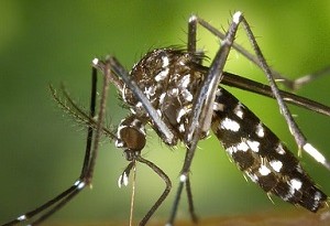 trappola artigianale per zanzare